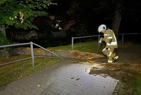 Powalone drzewo na chodniku w Miliczu — interwencja strażaków OSP