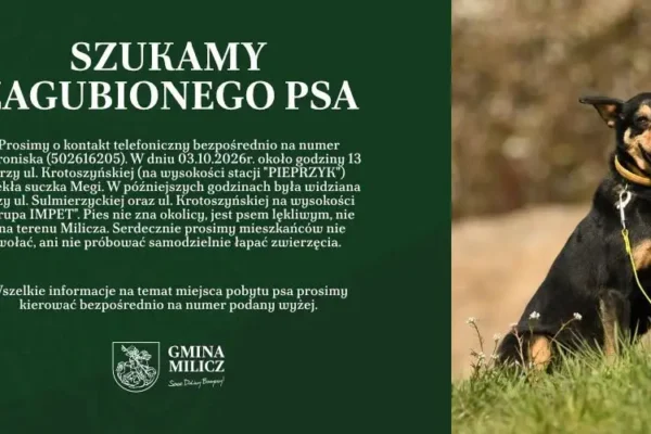 Zaginęła suczka Megi – trwają poszukiwania w Miliczu