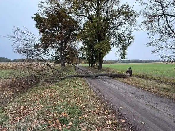 Powalone drzewo blokowało drogę w Gogołowicach – interwencja OSP Milicz